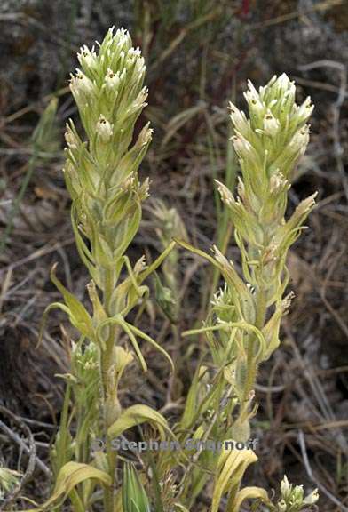 castilleja attenuata 1 graphic